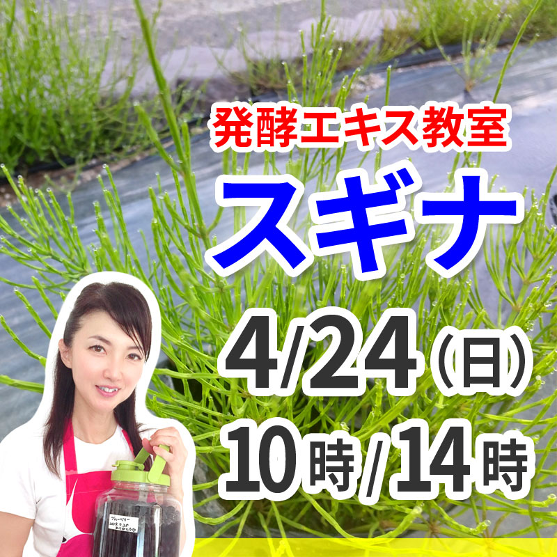 《4月24日》驚異の薬草<br>発酵エキス教室「スギナ」